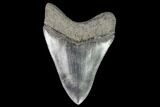 Serrated, Fossil Megalodon Tooth - Georgia #111517-2